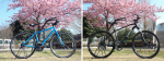 桜の木をバックに撮影した7.2FX（ウォータールーブルー）と8.3DS（トレックブラック）