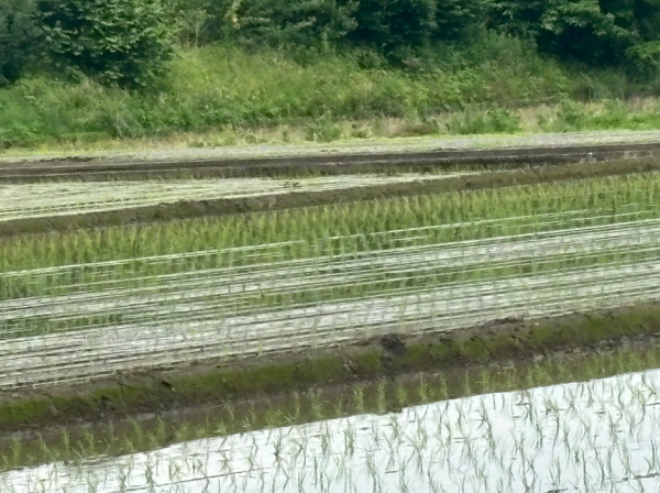スクリーンショット 2025-06-07 130937